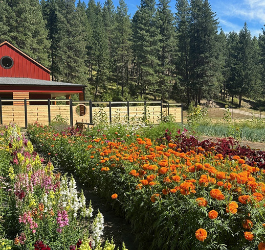 organicgarden