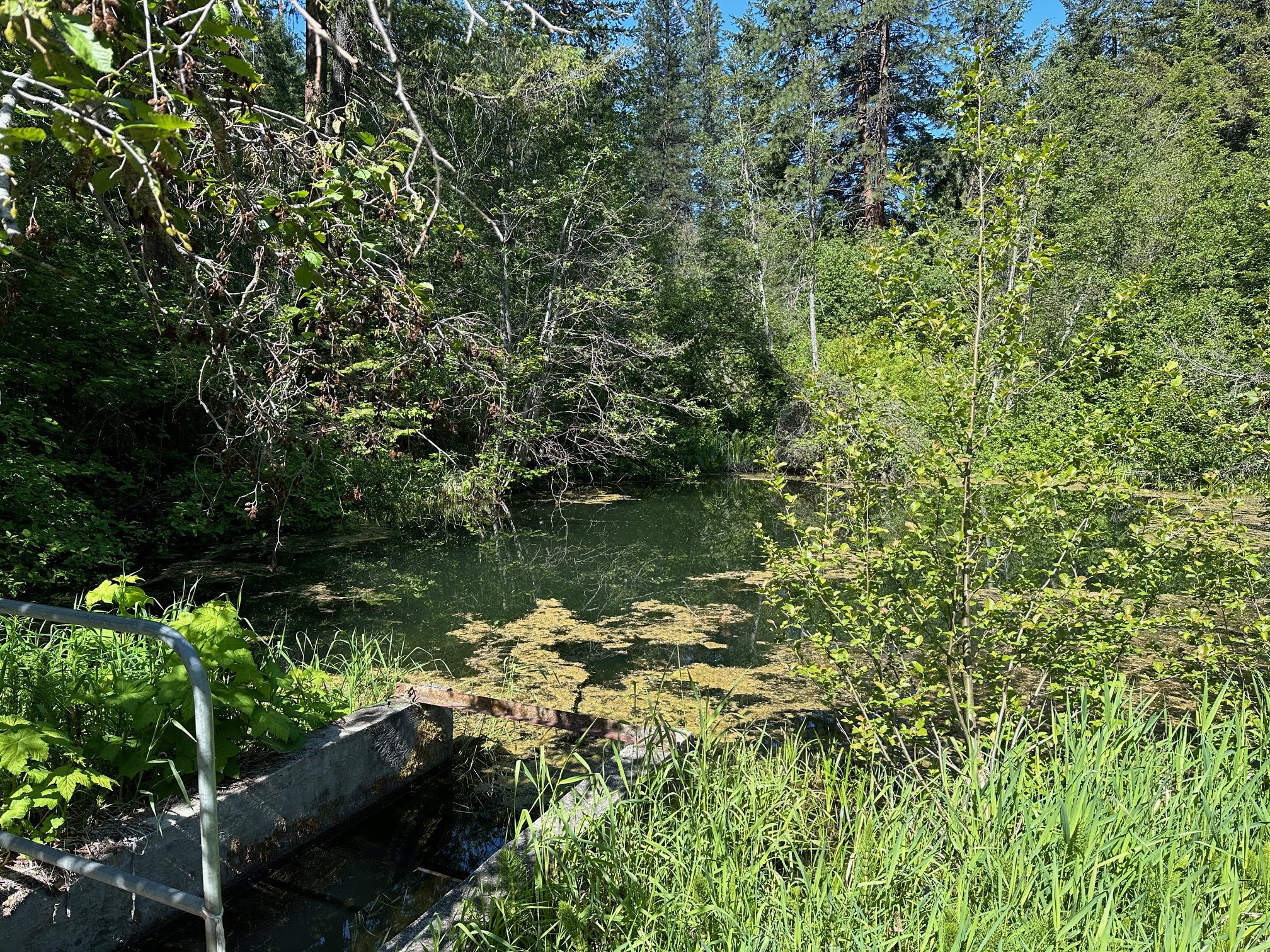 pond